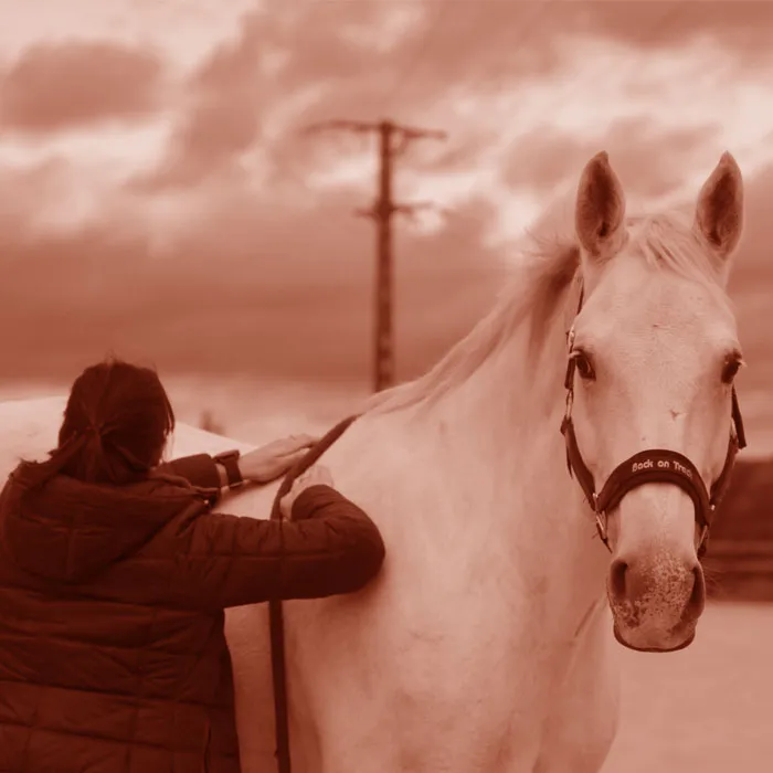 Ermeline Donnet manipule un cheval